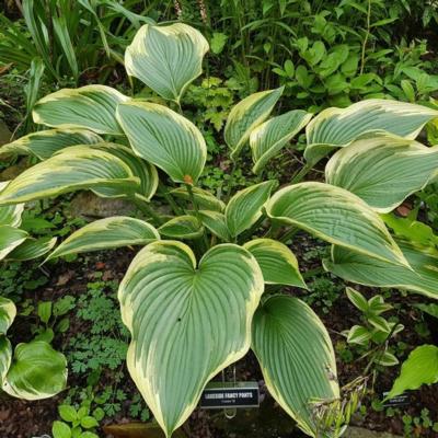 Hosta 'Lakeside Fancy Pants'